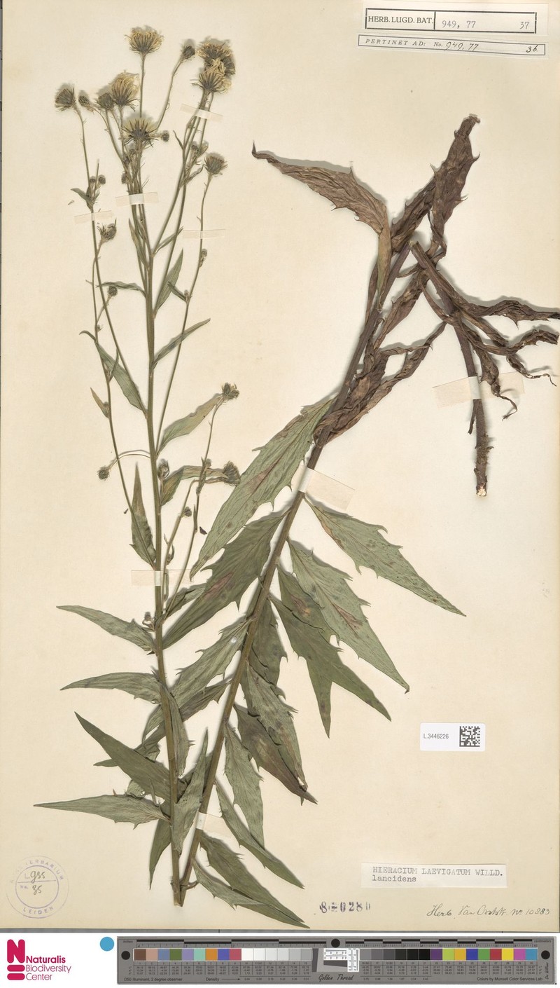 Hieracium laevigatum subsp. grandidens photo 4