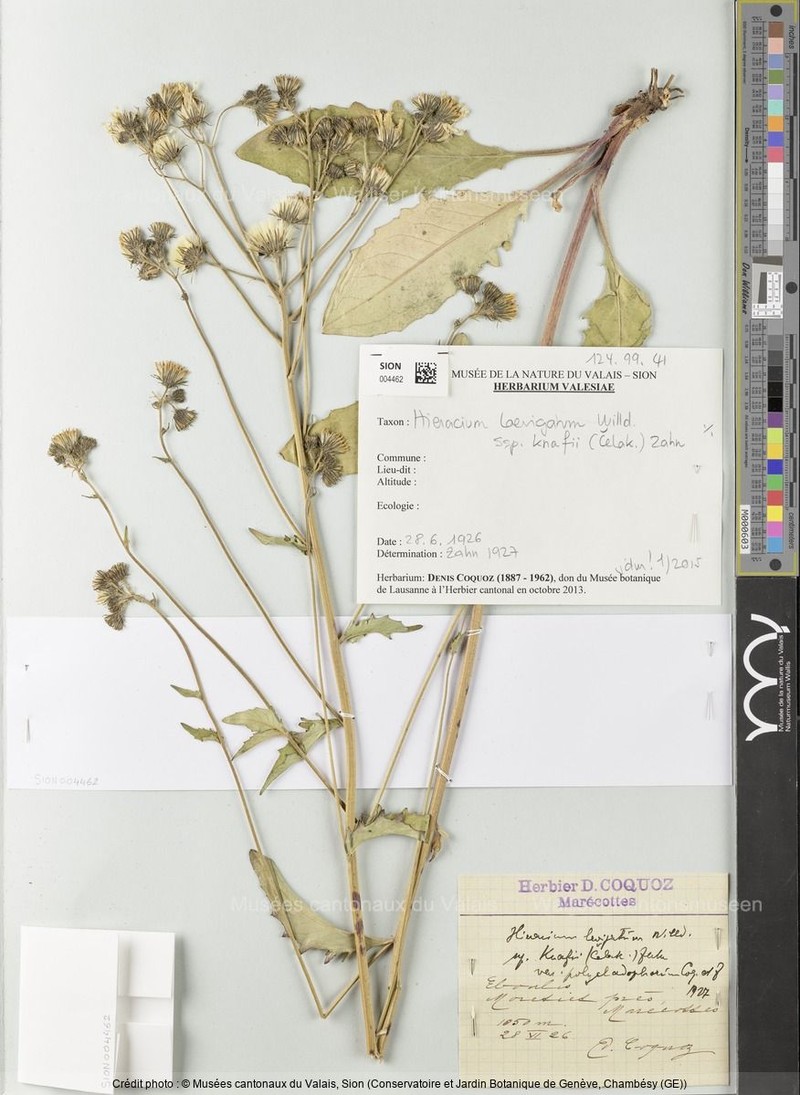 Hieracium laevigatum subsp. knafii