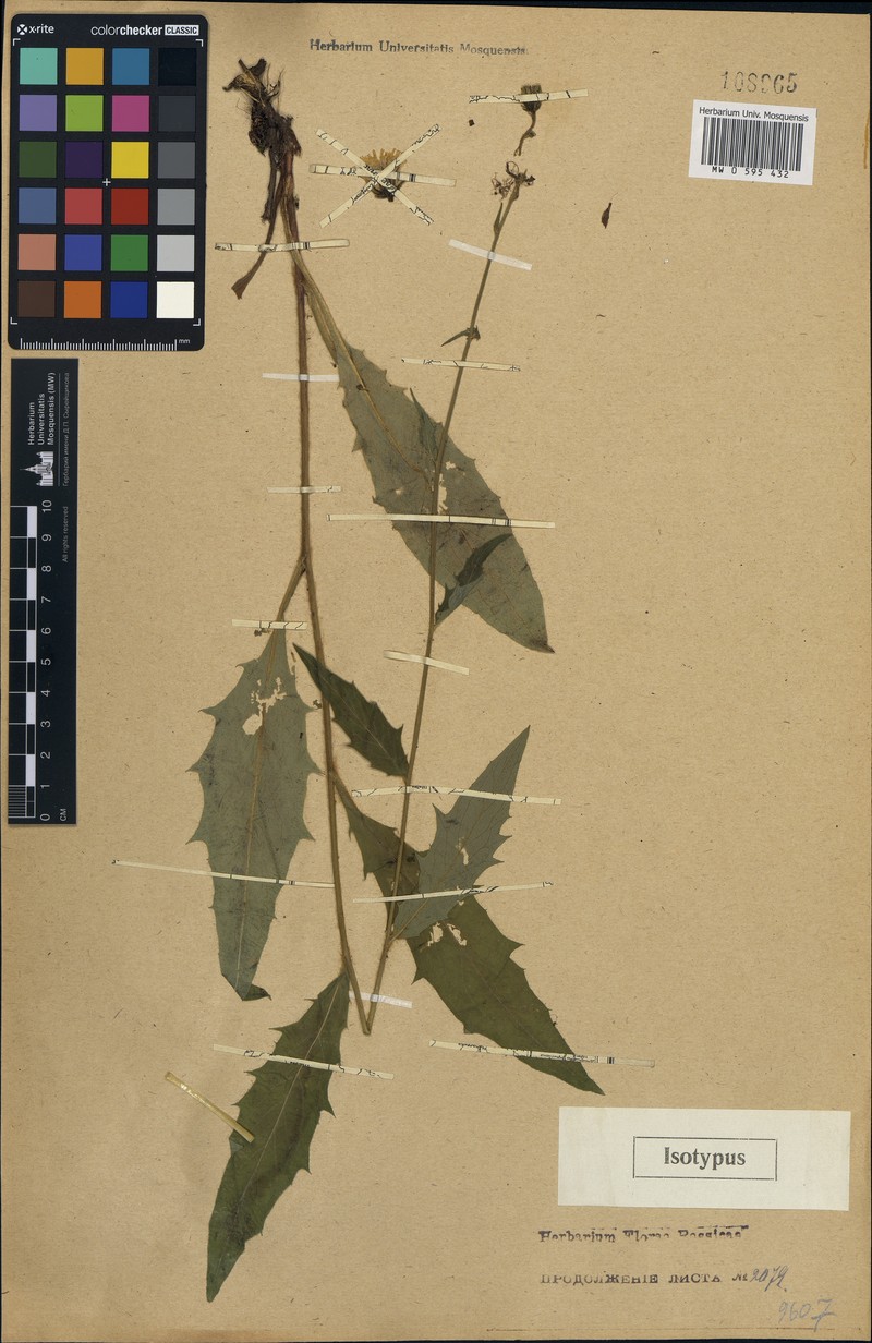 Hieracium laevigatum subsp. kubanicum