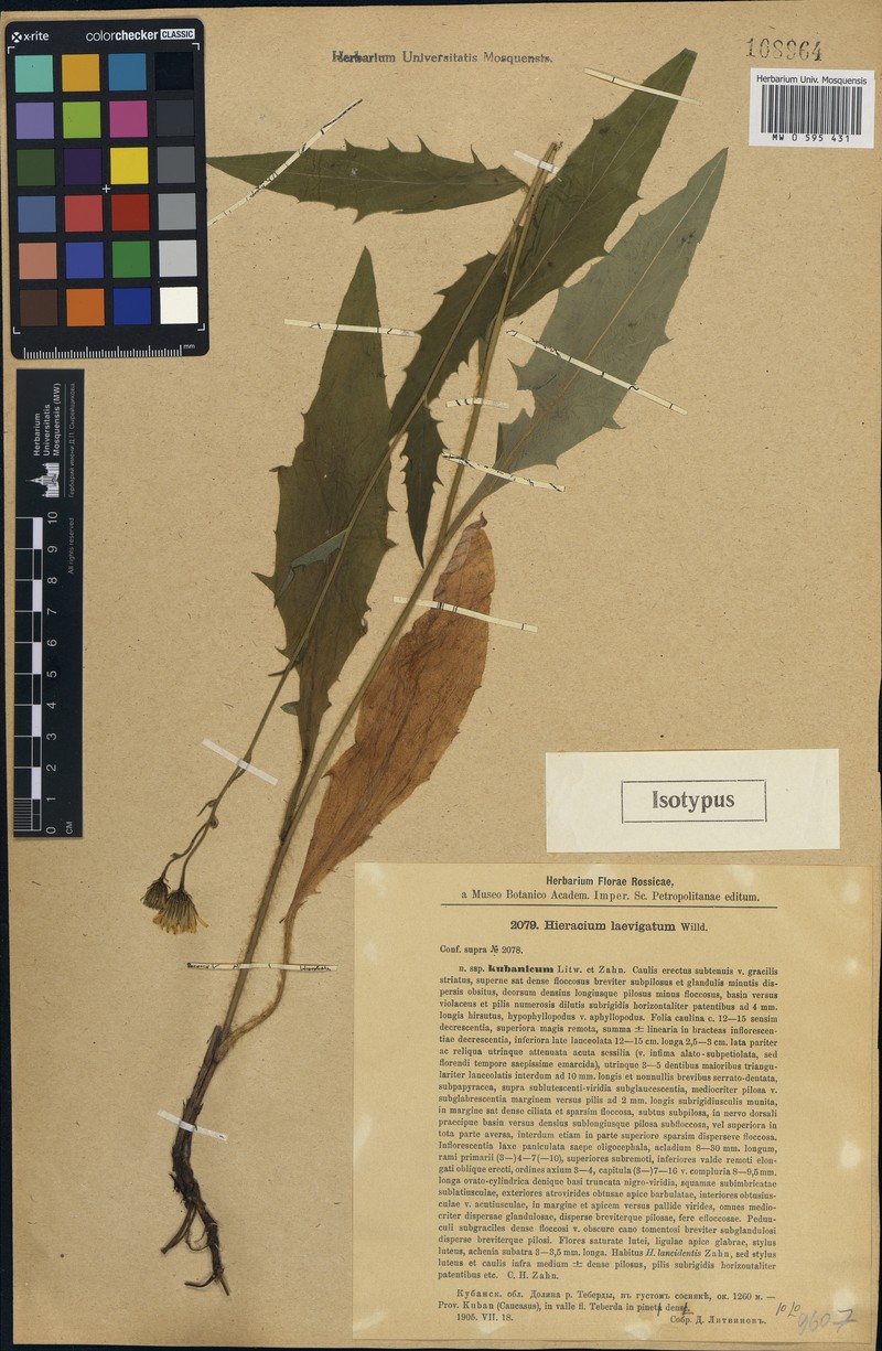Hieracium laevigatum subsp. kubanicum photo 2