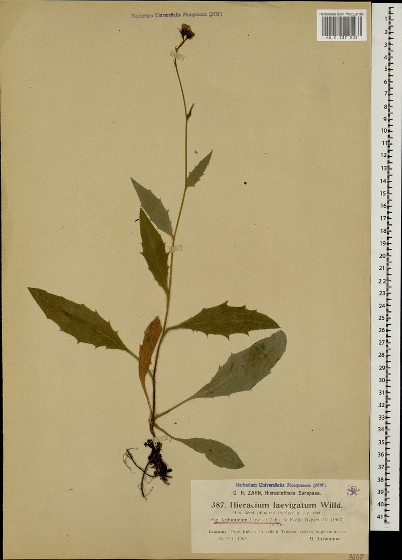 Hieracium laevigatum subsp. kubanicum photo 3