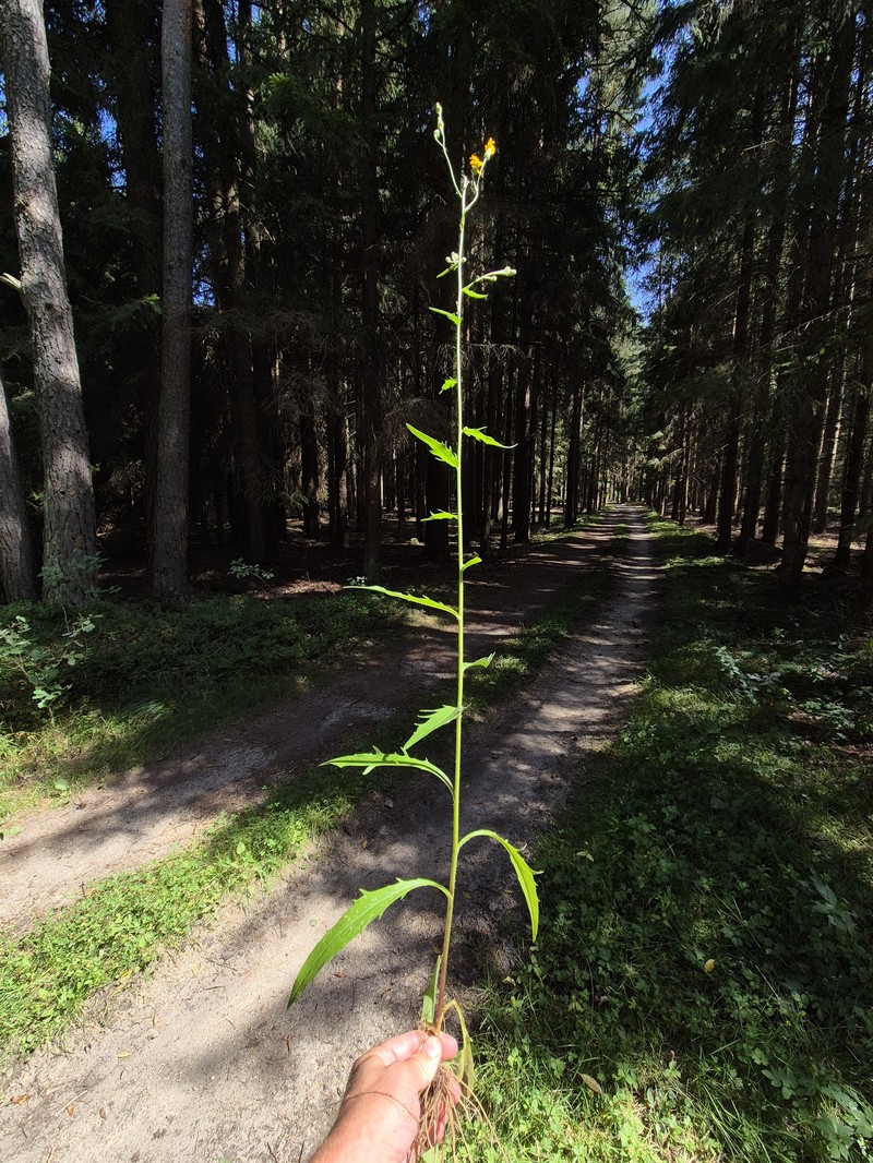 Hieracium laevigatum subsp. laevigatum photo 2