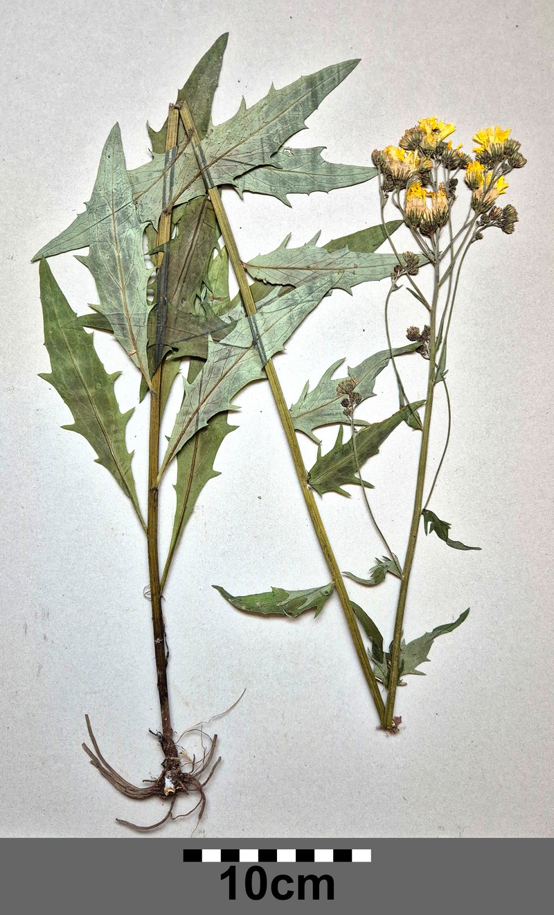 Hieracium laevigatum subsp. laevigatum photo 3