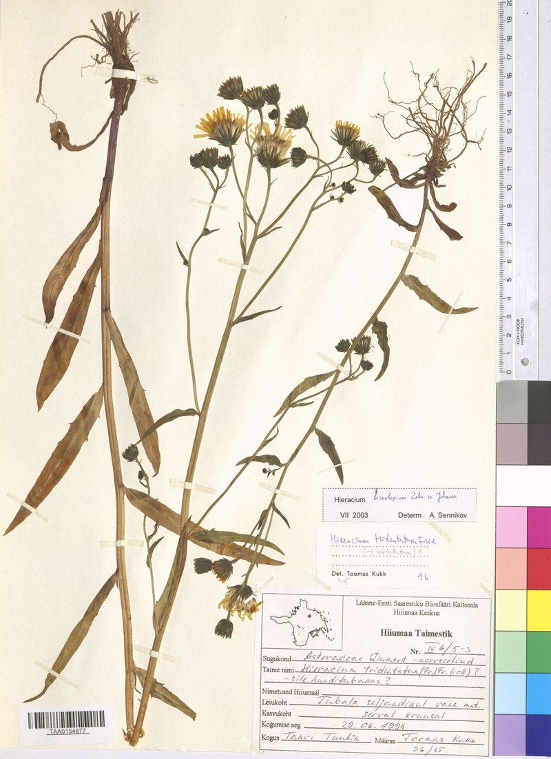 Hieracium laevigatum subsp. lineatum