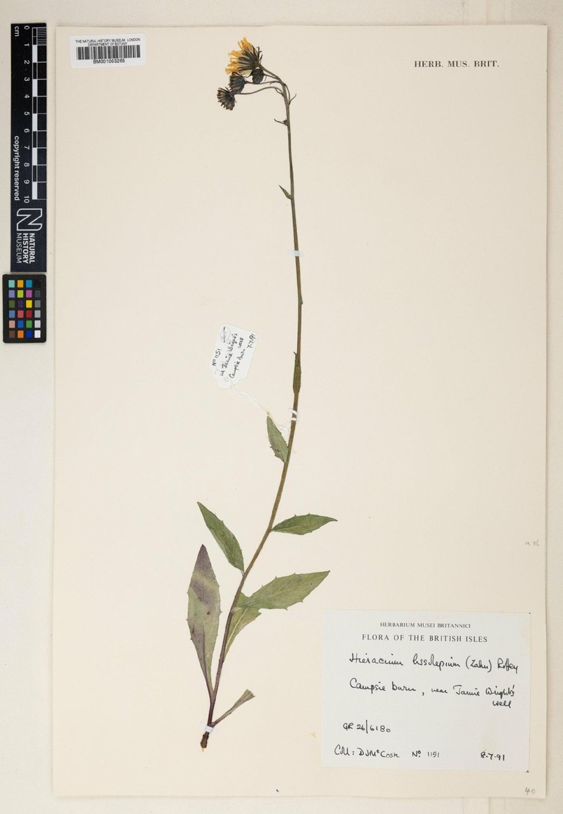 Hieracium laevigatum subsp. lineatum photo 2