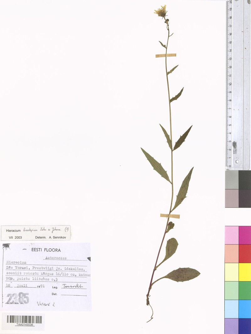 Hieracium laevigatum subsp. lineatum photo 3