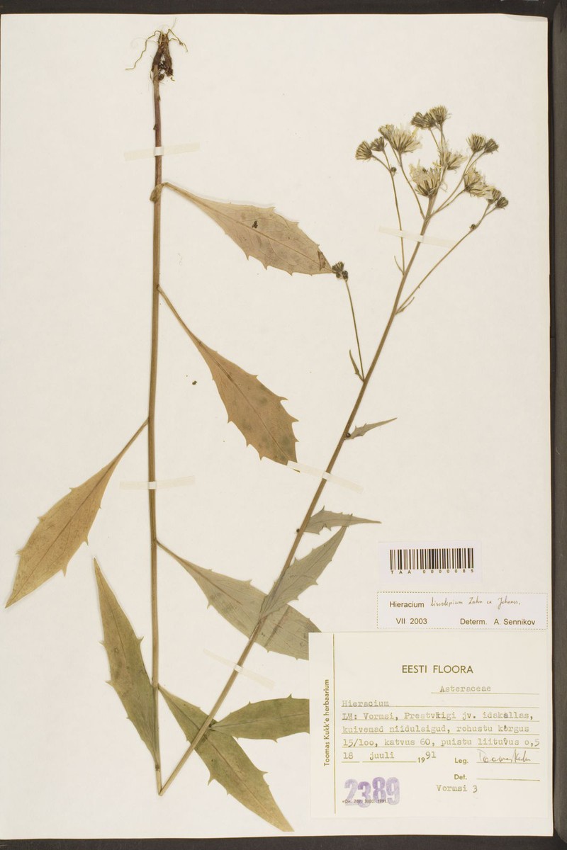 Hieracium laevigatum subsp. lineatum photo 4