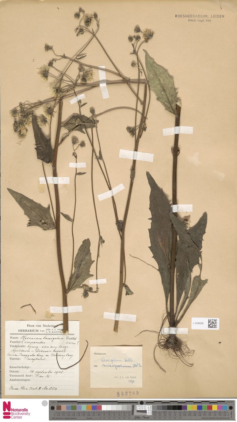 Hieracium laevigatum subsp. mixopolium