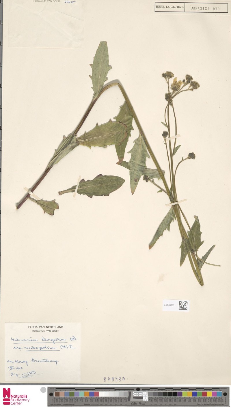 Hieracium laevigatum subsp. mixopolium photo 2