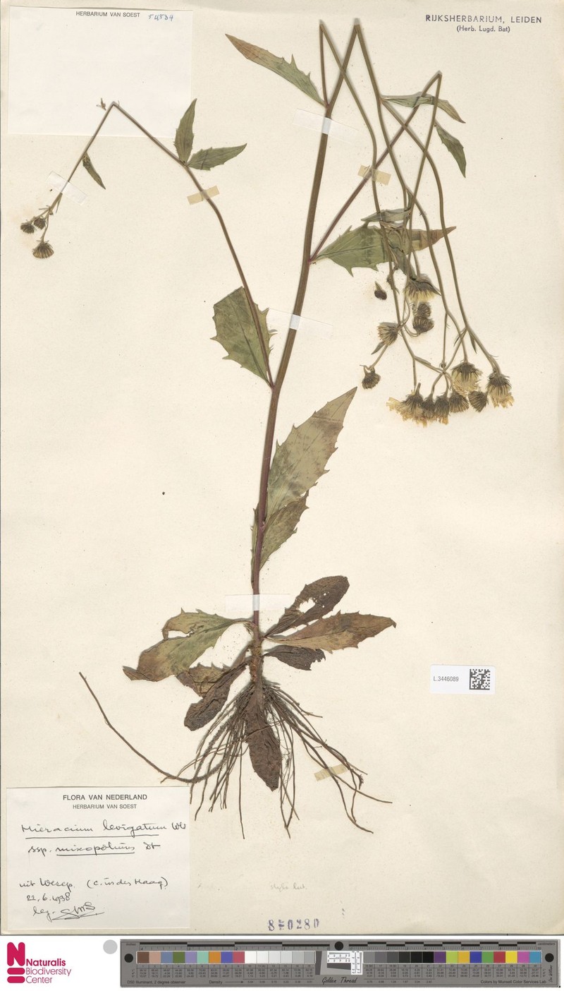 Hieracium laevigatum subsp. mixopolium photo 3