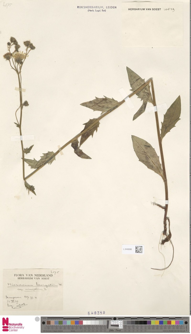 Hieracium laevigatum subsp. mixopolium photo 4
