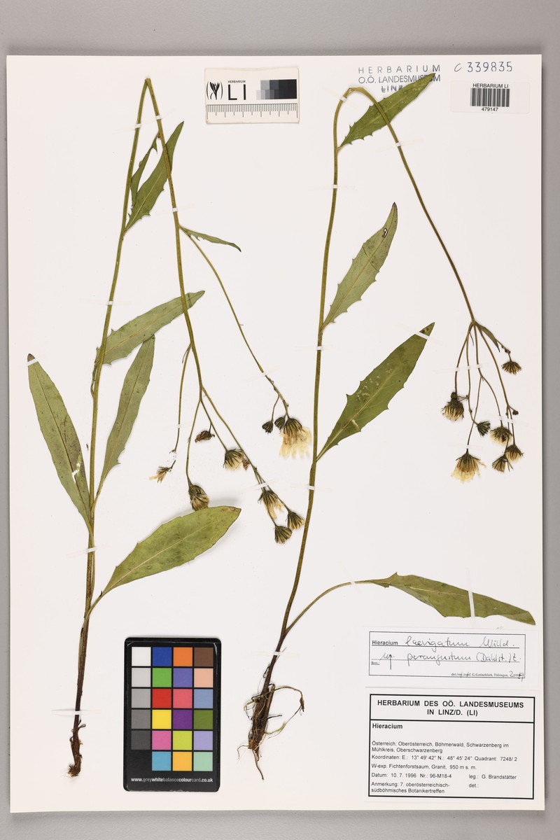 Hieracium laevigatum subsp. perangustum