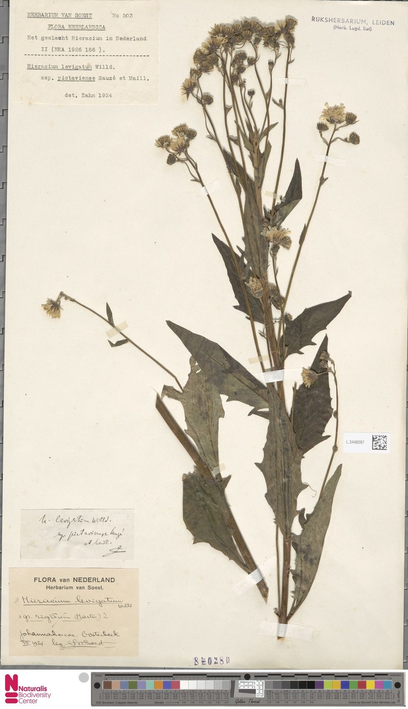 Hieracium laevigatum subsp. pictaviense