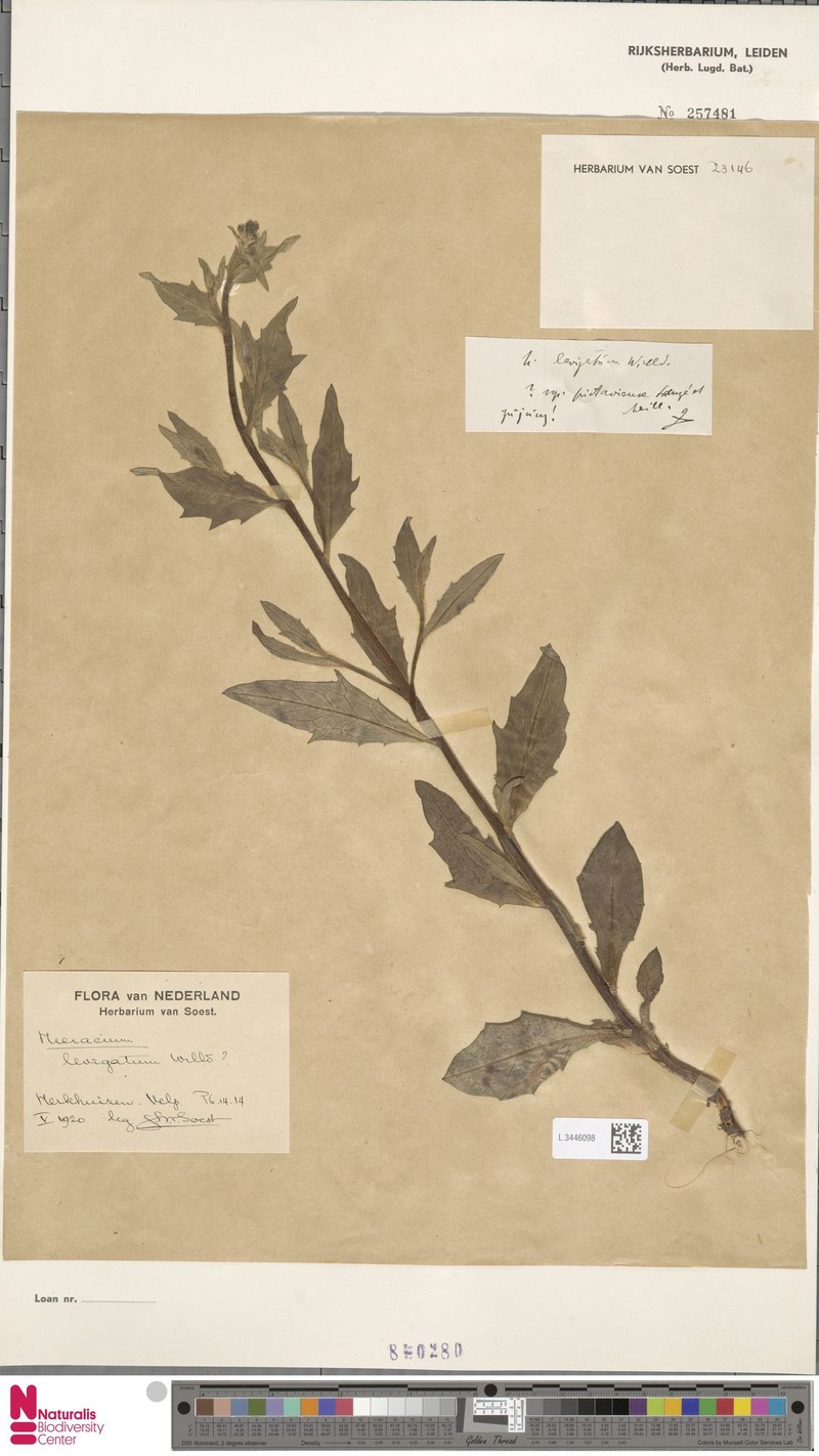 Hieracium laevigatum subsp. pictaviense photo 2