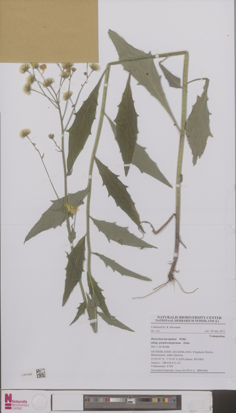 Hieracium laevigatum subsp. pseudoconspicuum