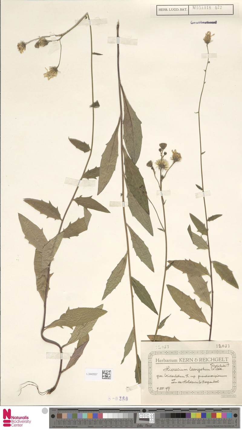 Hieracium laevigatum subsp. pseudoconspicuum photo 2
