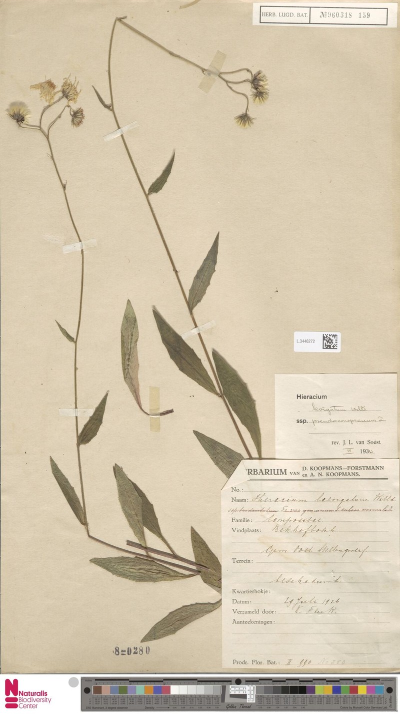 Hieracium laevigatum subsp. pseudoconspicuum photo 3