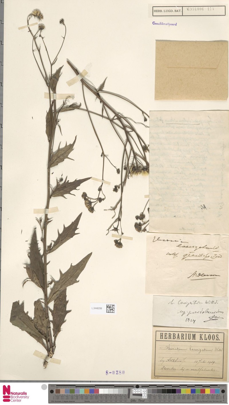 Hieracium laevigatum subsp. pseudoconspicuum photo 4
