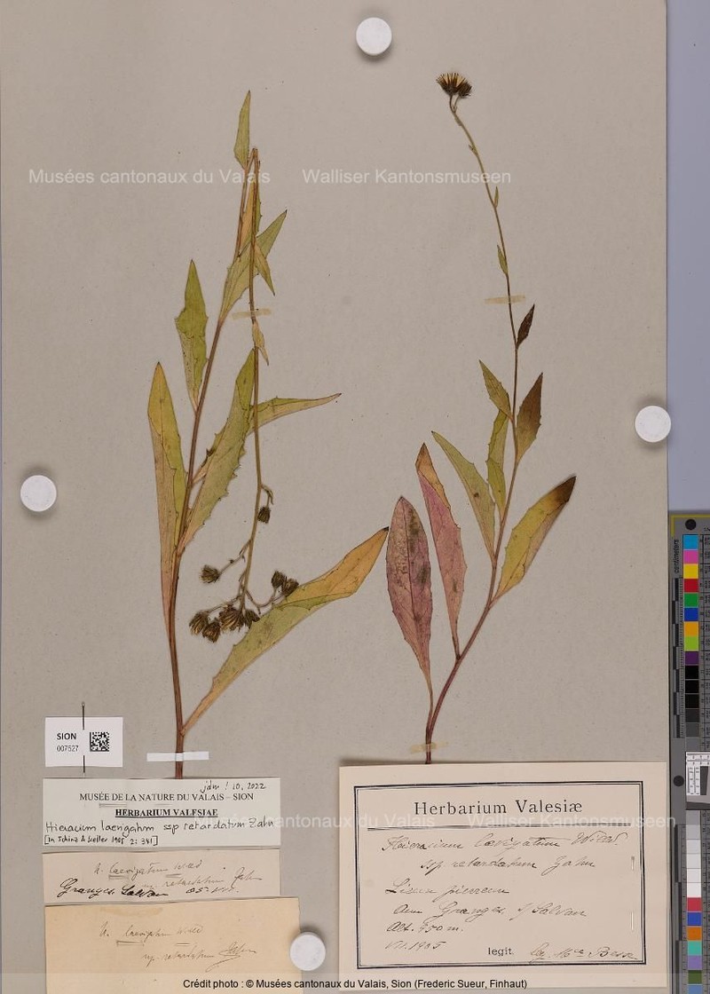 Hieracium laevigatum subsp. retardatum