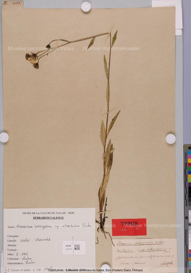 Hieracium laevigatum subsp. retardatum photo 2