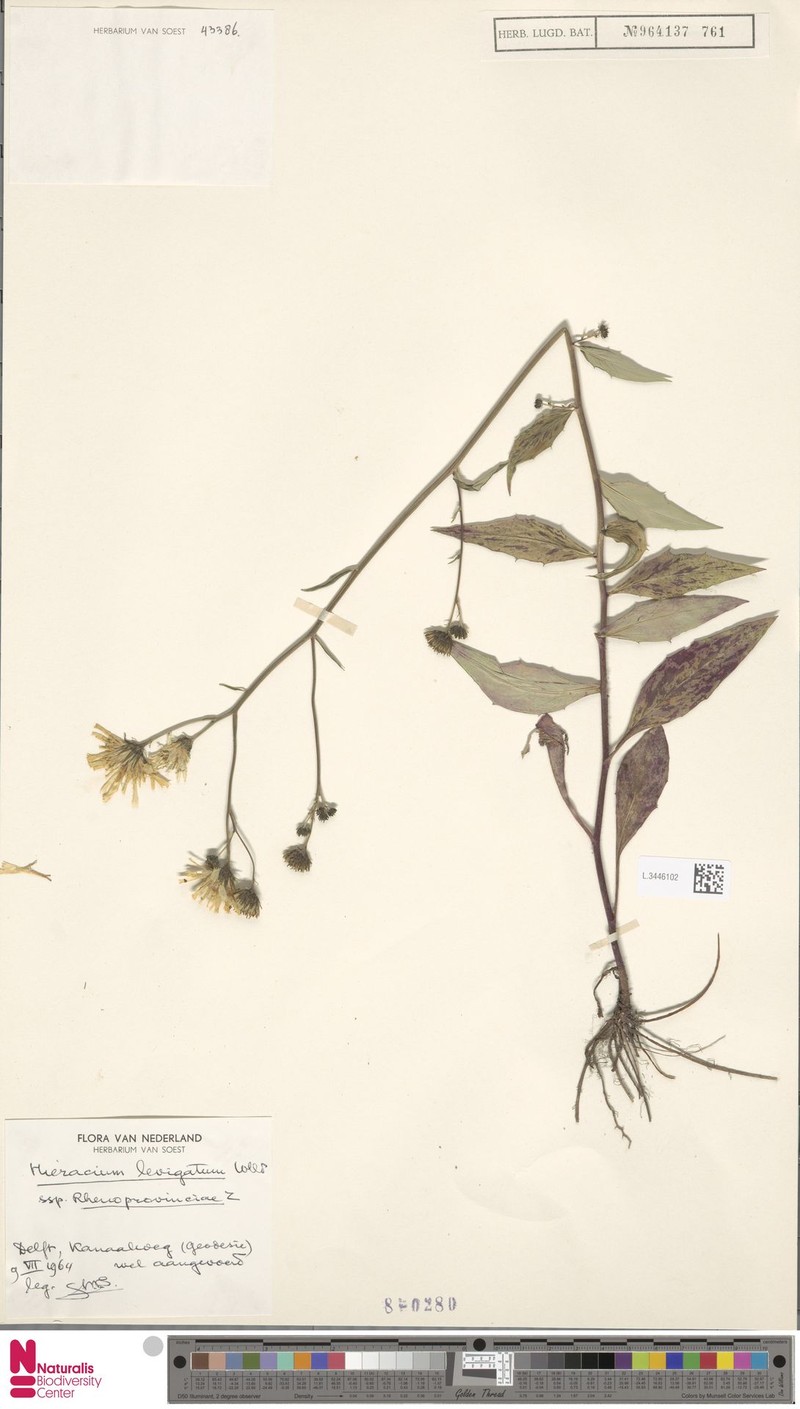 Hieracium laevigatum subsp. rhenoprovinciae