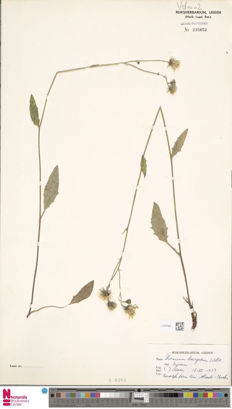 Hieracium laevigatum subsp. rigidum