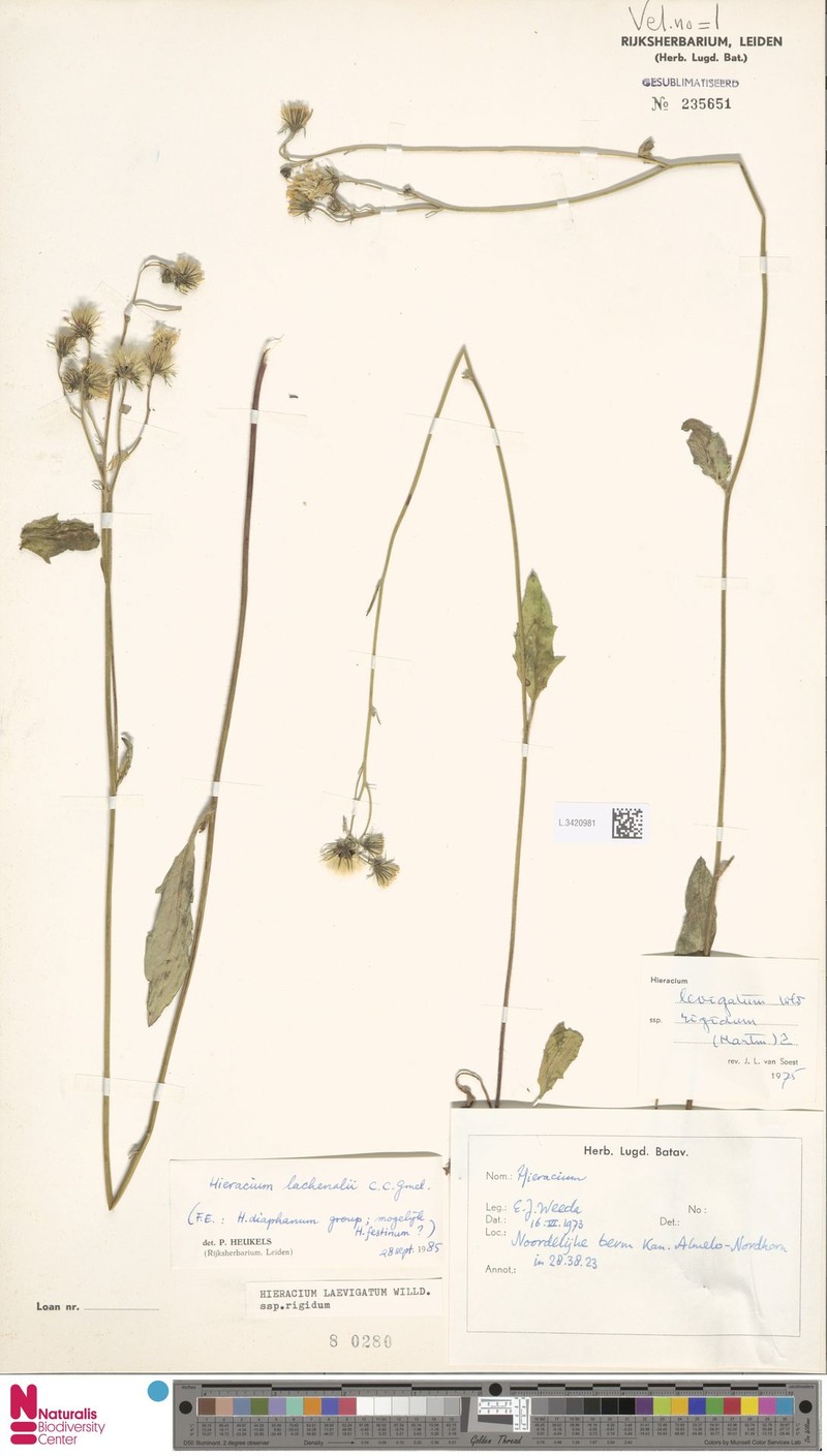 Hieracium laevigatum subsp. rigidum photo 2