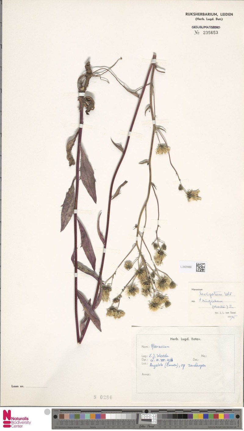 Hieracium laevigatum subsp. rigidum photo 3