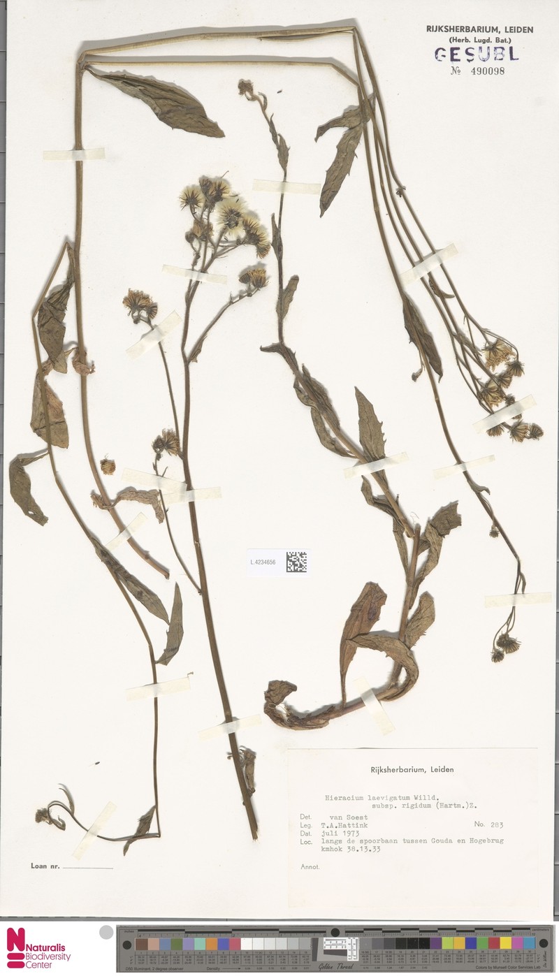 Hieracium laevigatum subsp. rigidum photo 4
