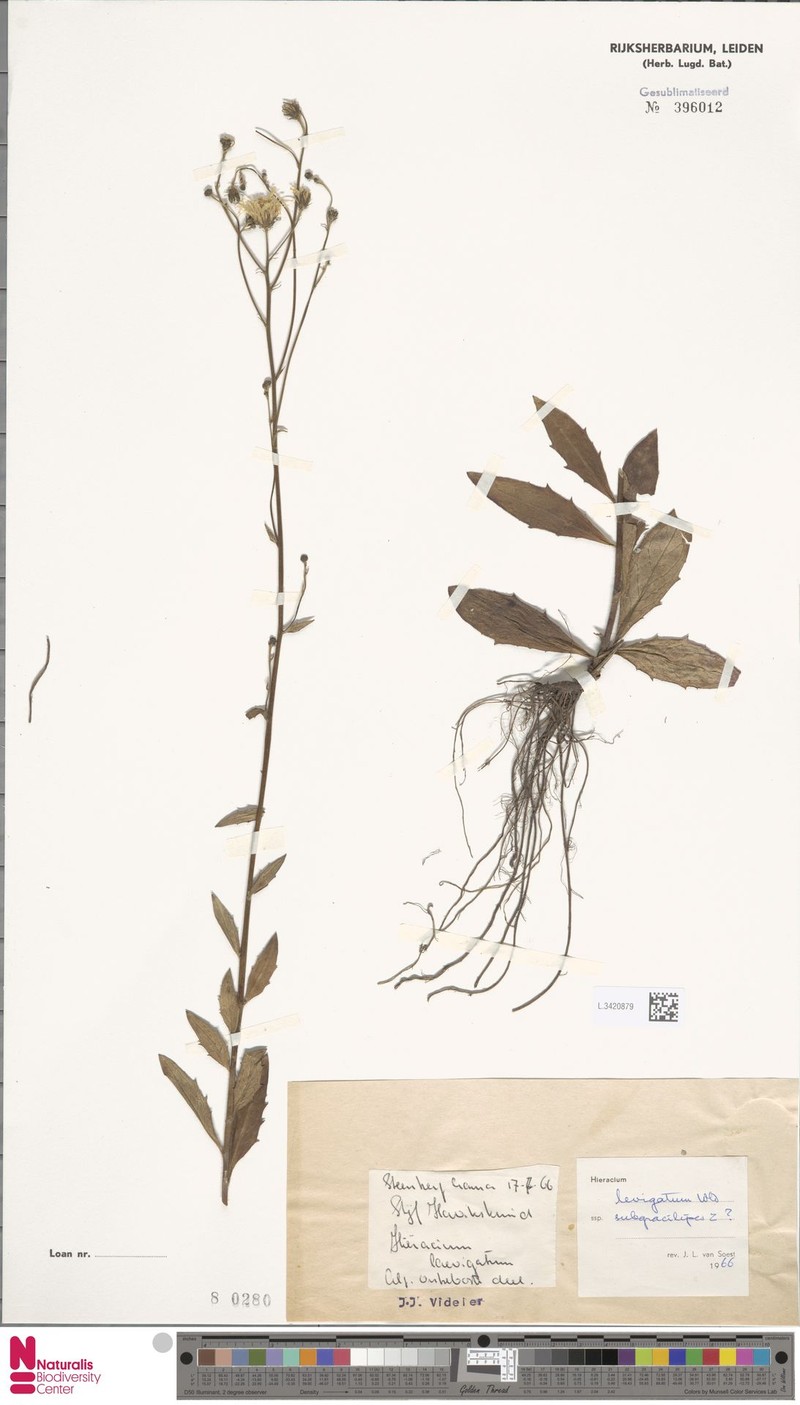Hieracium laevigatum subsp. subgracilipes