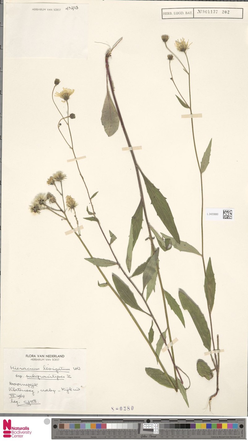 Hieracium laevigatum subsp. subgracilipes photo 2