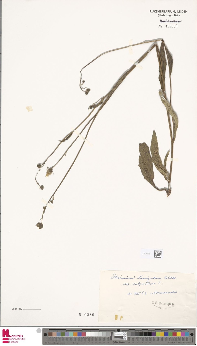 Hieracium laevigatum subsp. subgracilipes photo 3