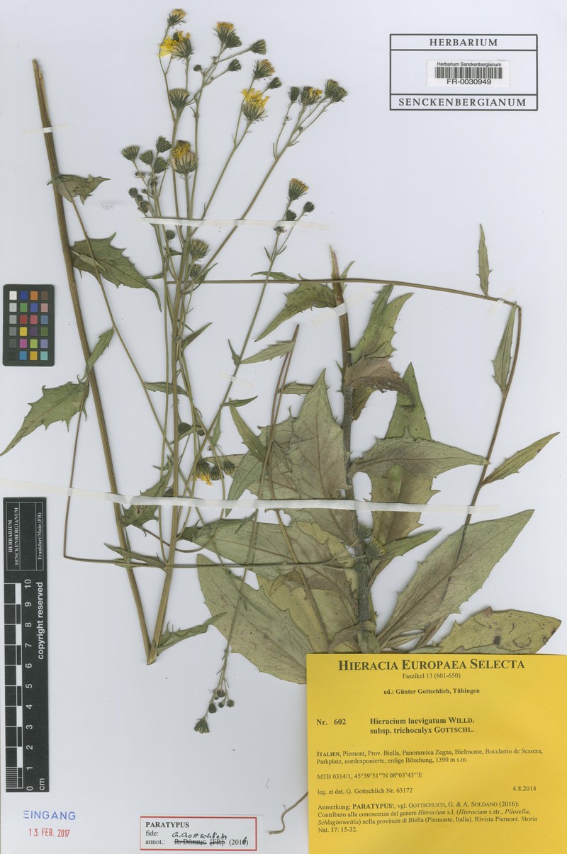 Hieracium laevigatum subsp. trichocalyx