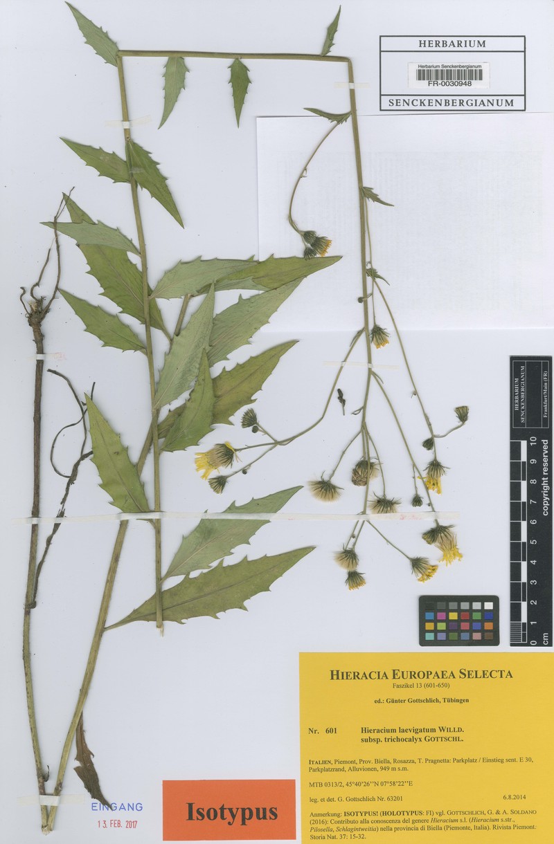 Hieracium laevigatum subsp. trichocalyx photo 2