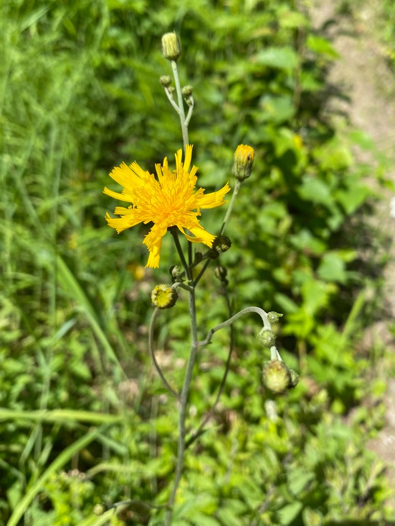 Threetooth Hawkweed
