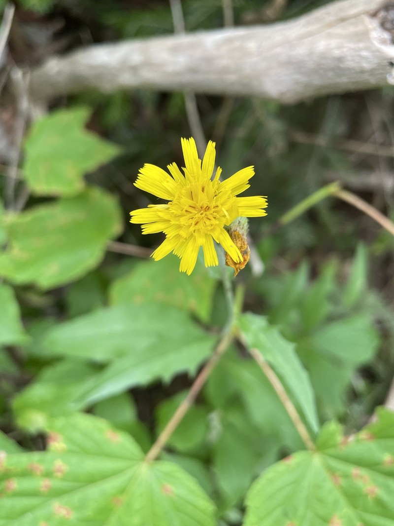 Threetooth Hawkweed photo 2