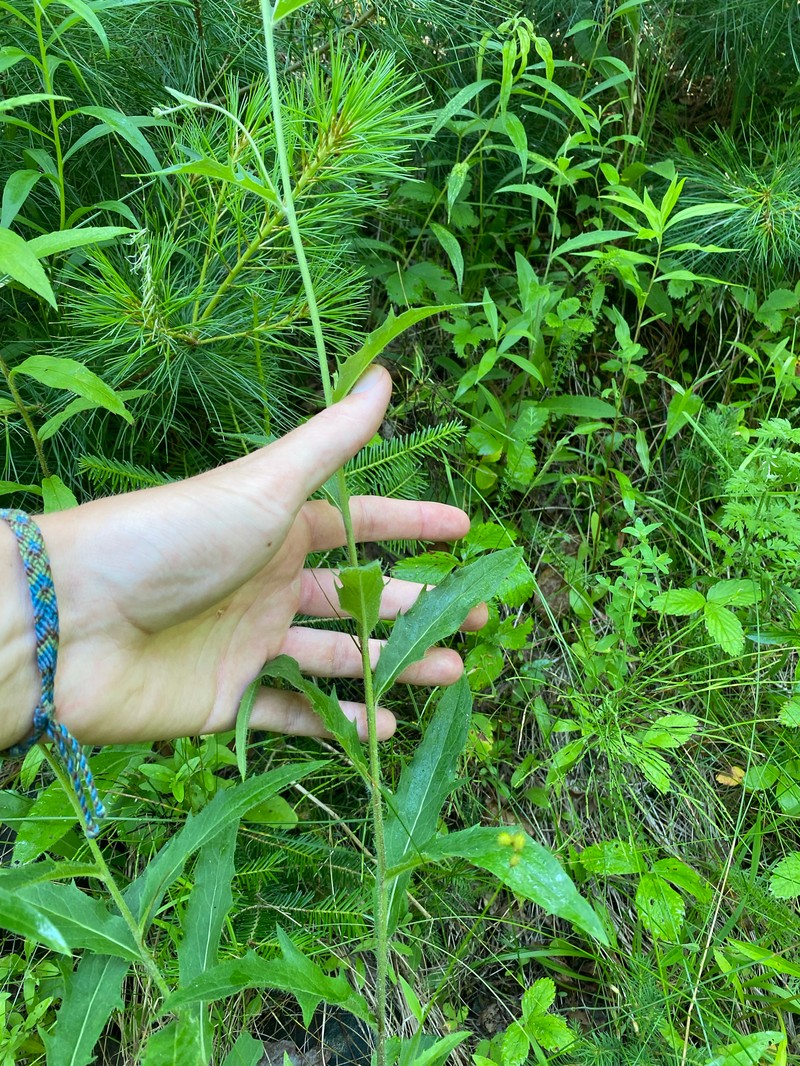 Threetooth Hawkweed photo 3