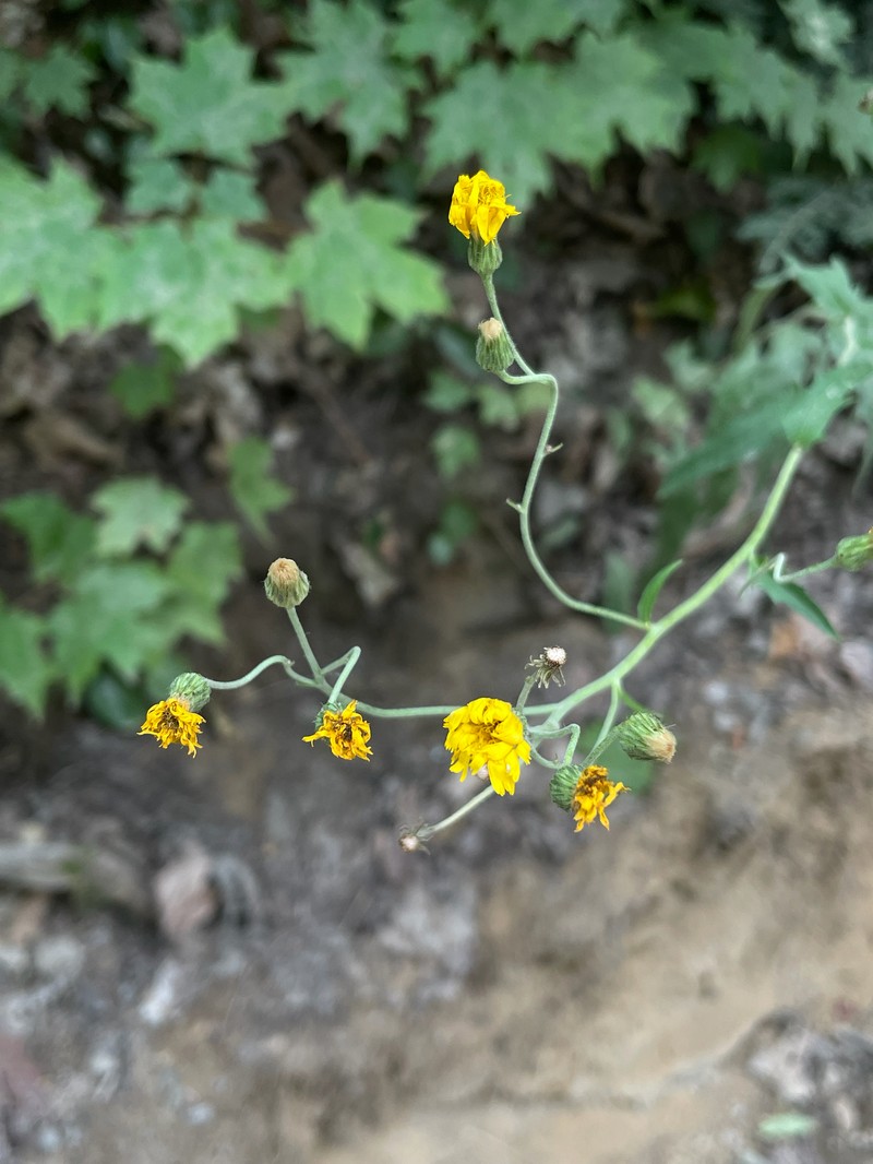 Threetooth Hawkweed photo 4