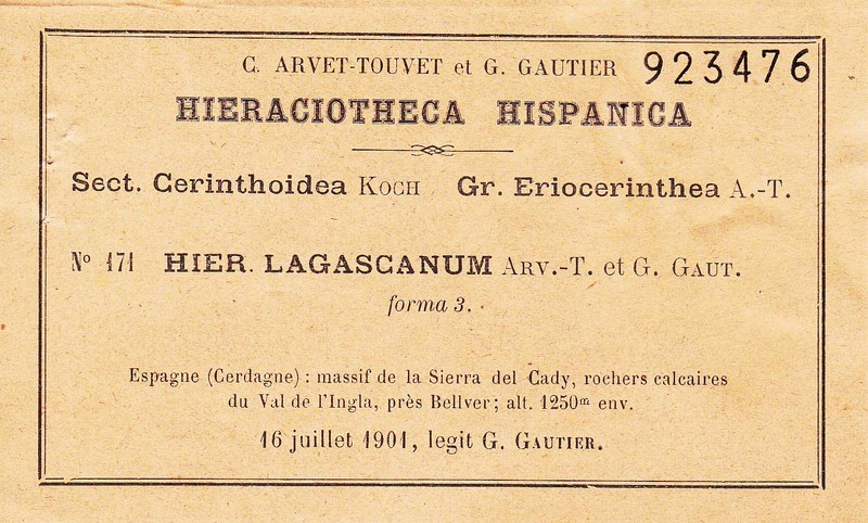 Hieracium lagascanum