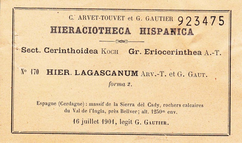Hieracium lagascanum photo 2
