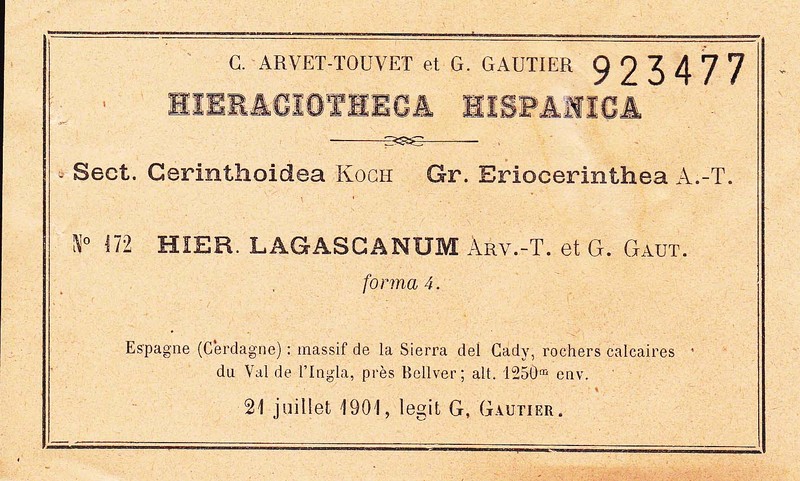 Hieracium lagascanum photo 3