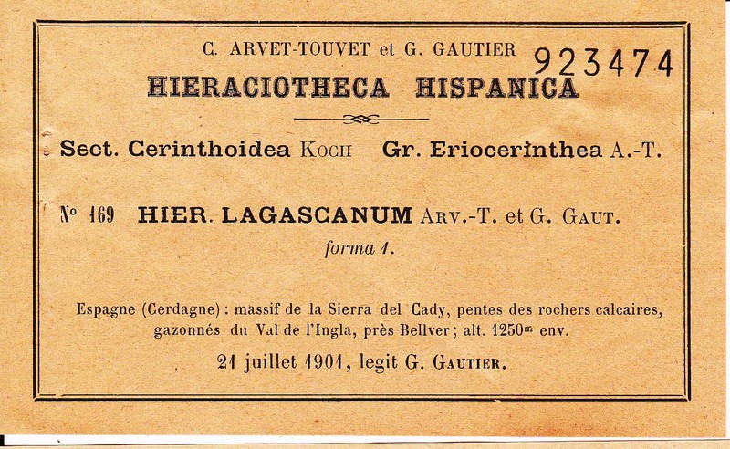 Hieracium lagascanum photo 4