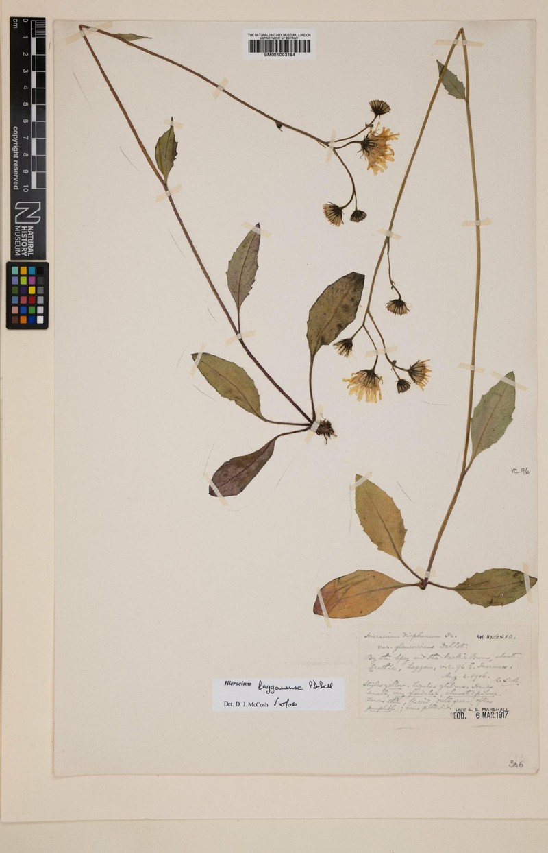 Hieracium lagganense