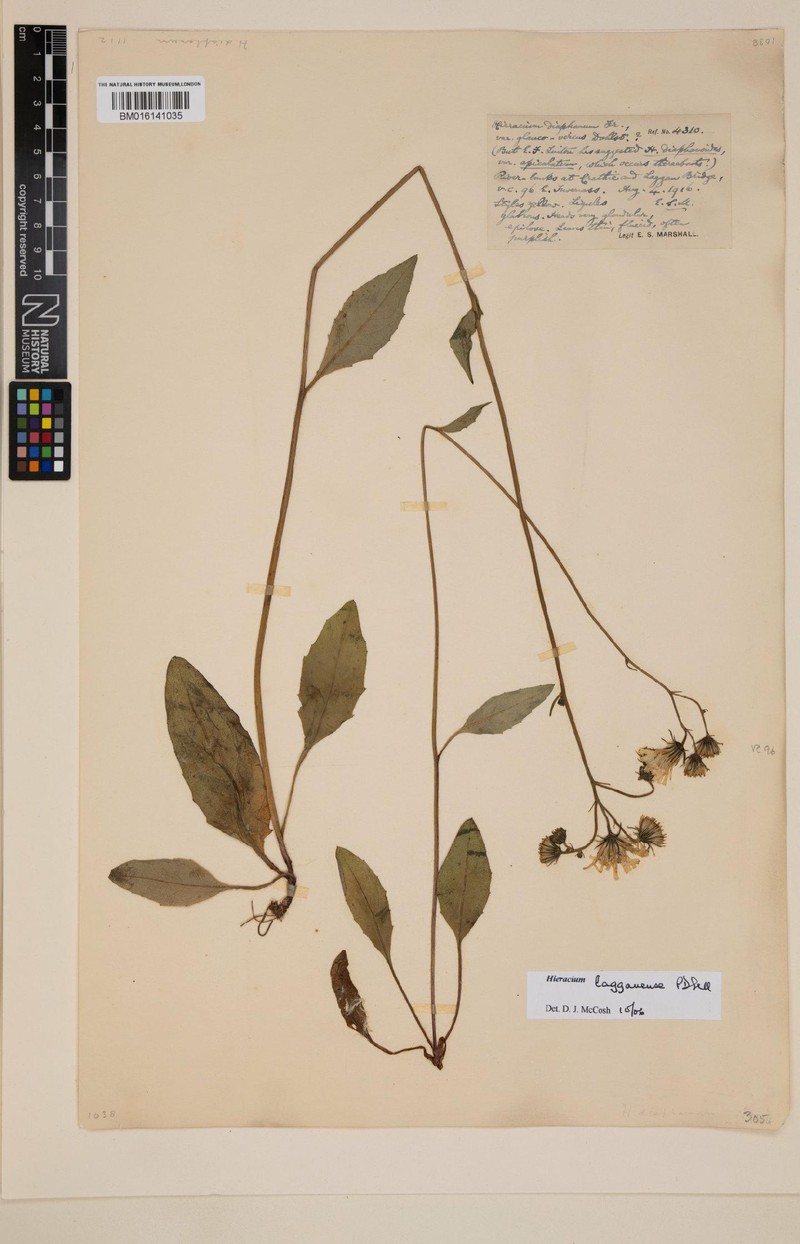 Hieracium lagganense photo 2