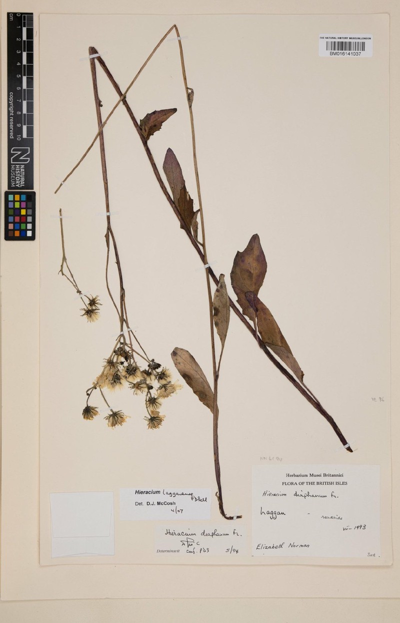 Hieracium lagganense photo 3