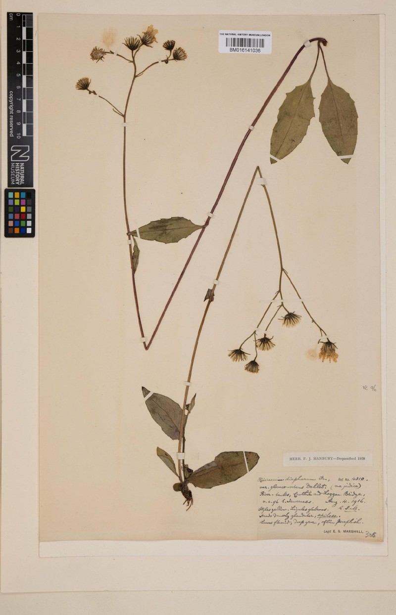 Hieracium lagganense photo 4