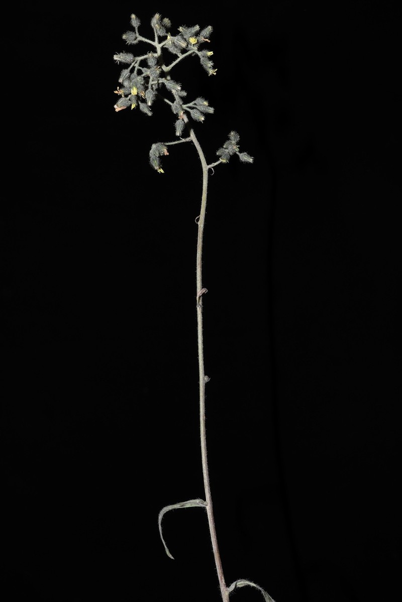 Hieracium lagopus