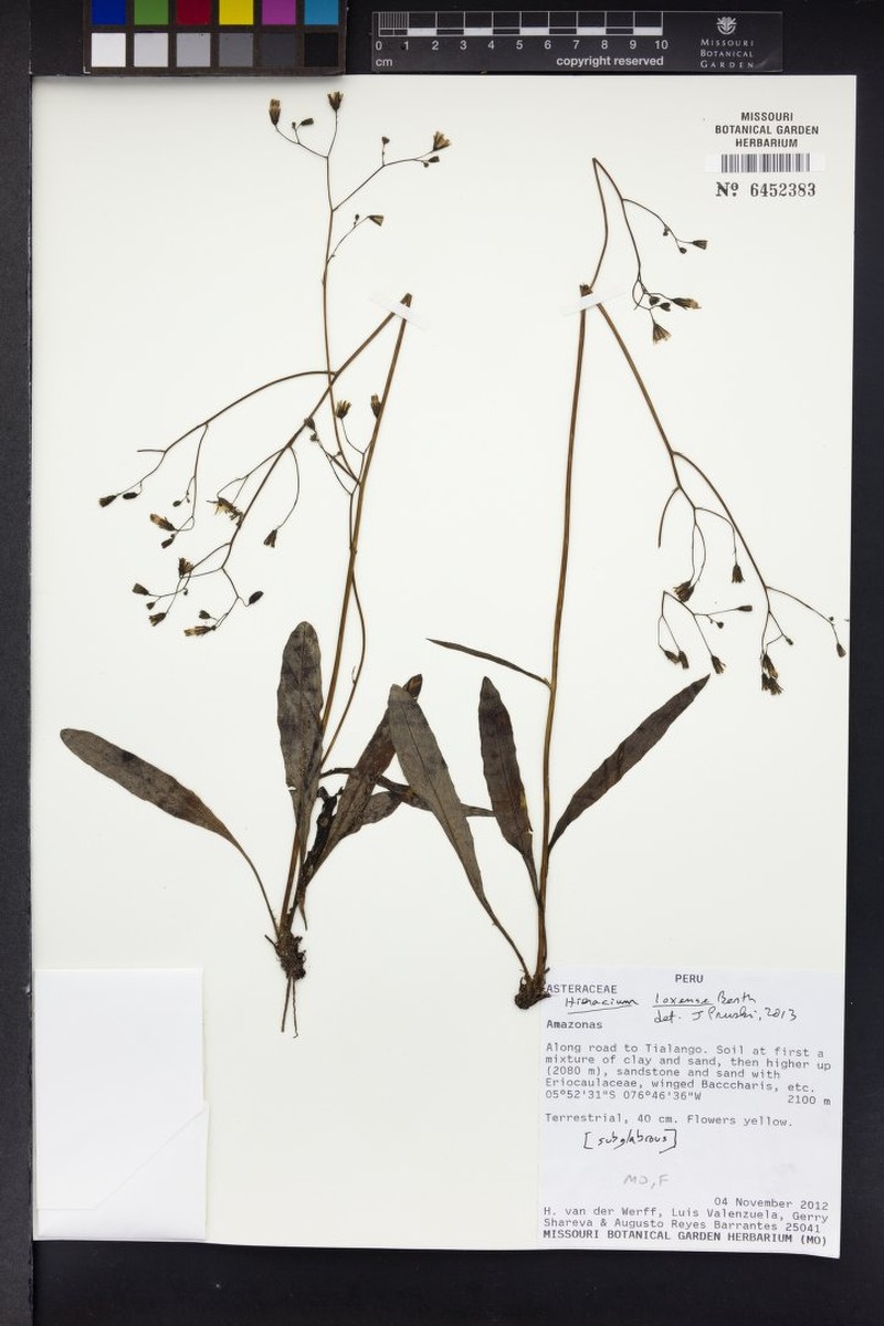 Hieracium lagopus photo 2