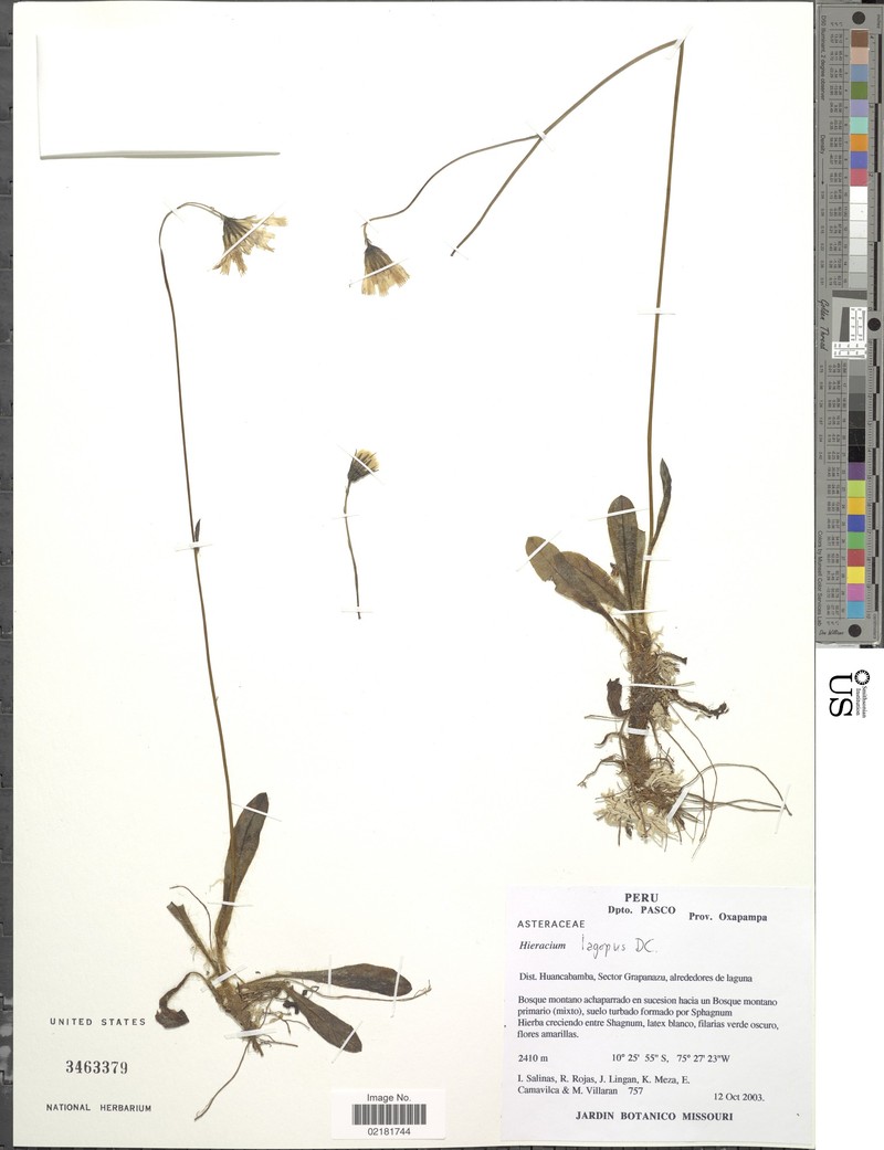 Hieracium lagopus photo 3