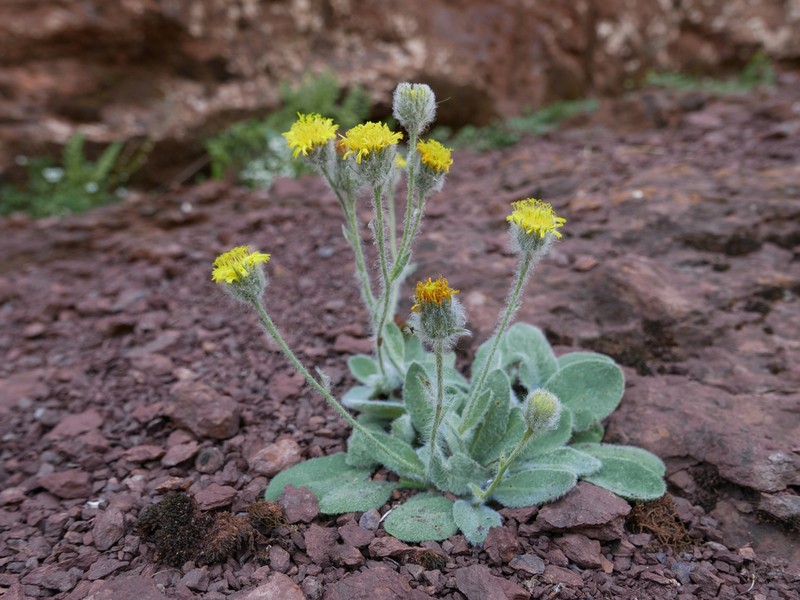 Hieracium lainzii